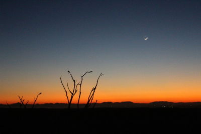 Silhouette plants against clear sky at sunset