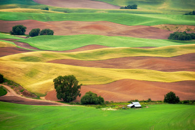 Scenic view of agricultural field