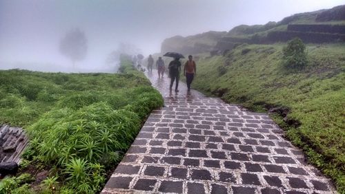 Rear view of people walking on footpath amidst plants