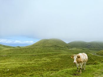 Cow posing on hill