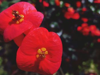 Close-up of insect on red flower