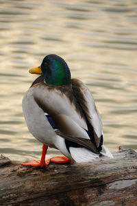 Close-up of bird perching on wood