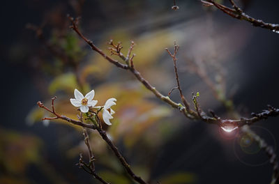 Close-up of flowering plant