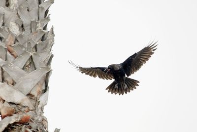 Low angle view of eagle flying in sky