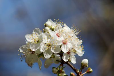 Close-up of white flowers on branch