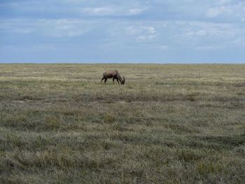 Cows grazing on grassy field