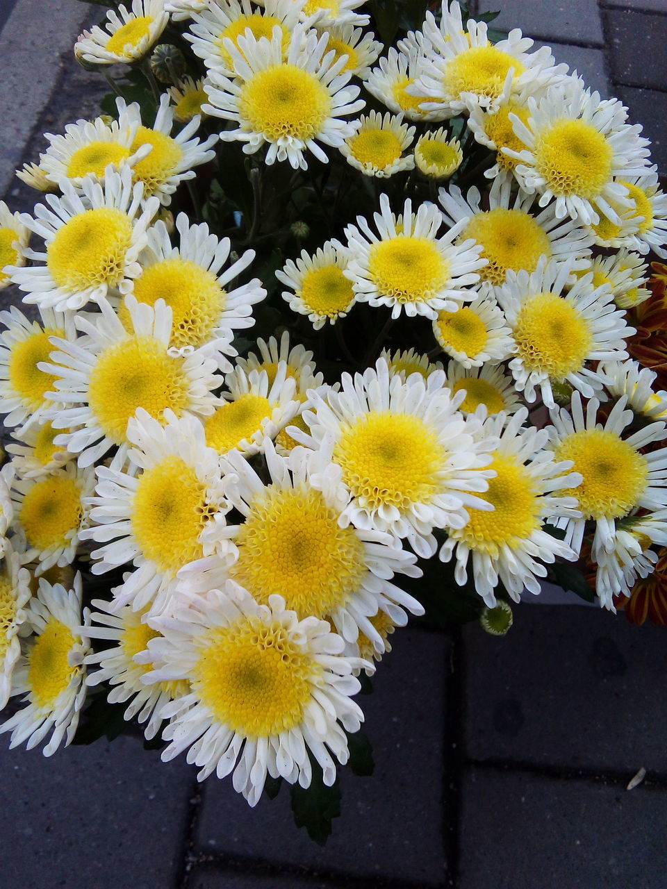 CLOSE-UP OF YELLOW FLOWERS BLOOMING