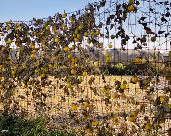 Plants growing on field against sky