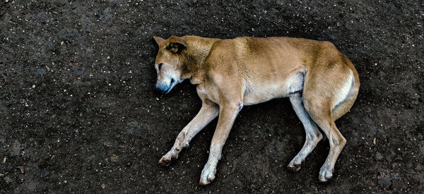 Dog lying on ground