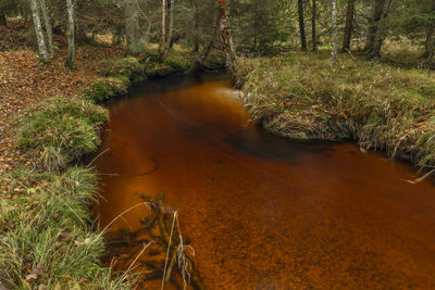 Stream flowing amidst trees in forest