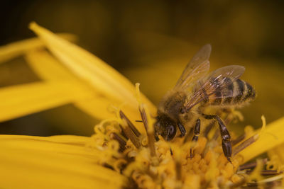 Close-up of butterfly pollinating on yellow flower