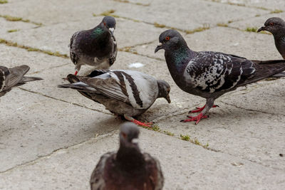 High angle view of pigeons on footpath