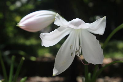 Close-up of white flowers