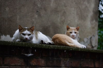 Portrait of cats relaxing outdoors