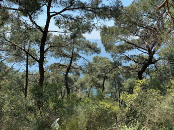 Trees in forest