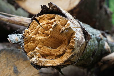 Close-up of log on tree trunk