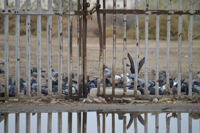 View of birds in lake