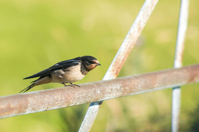 Close-up of bird perching outdoors