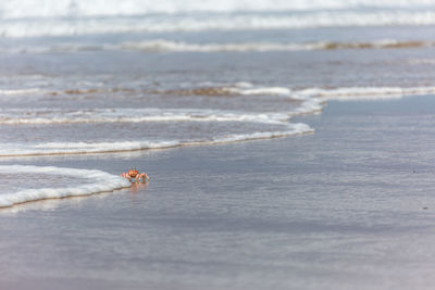 Crab walking at shore on sunny day