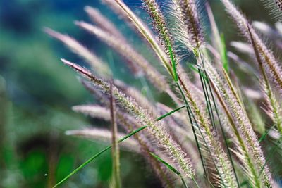 Close-up of stalks in field