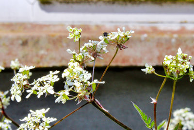 Close-up of white flowering plant