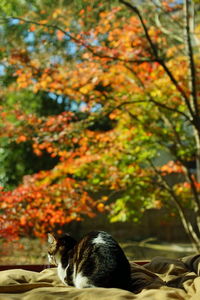 Rear view of woman looking away