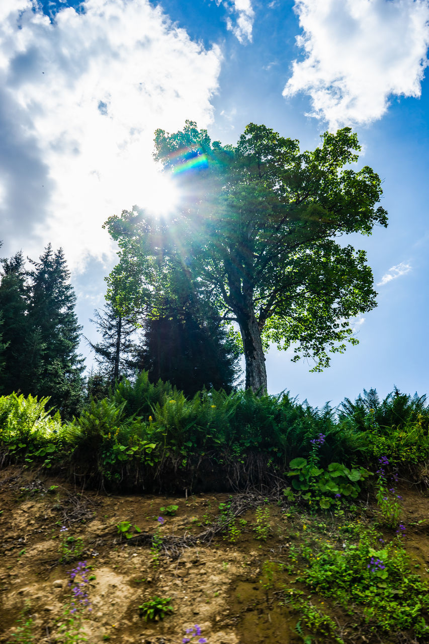 plant, tree, nature, sky, green, cloud, sunlight, forest, environment, land, beauty in nature, landscape, no people, sunbeam, leaf, tranquility, natural environment, scenics - nature, outdoors, growth, day, sun, blue, grass, lens flare, flower, non-urban scene, woodland, tranquil scene, rural area, summer, field