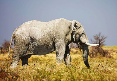 Side view of elephant on field