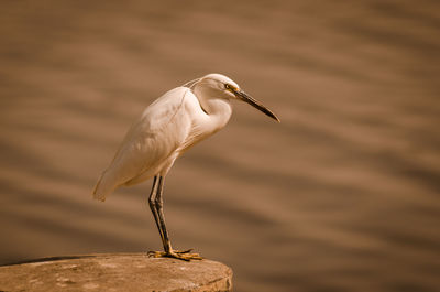 Close-up of an egret bird
