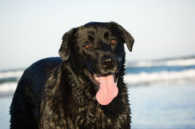 Portrait of black labrador sticking out tongue while standing by sea against sky