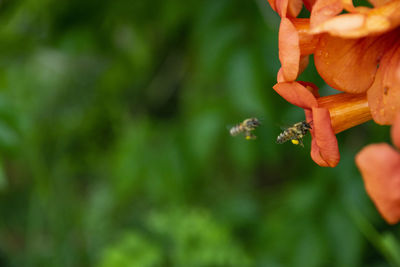 Close-up of bee flying