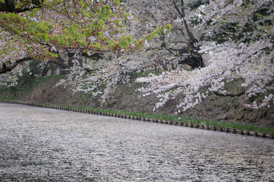 Scenic view of cherry blossom by trees during rainy season