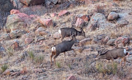 Mule deer looking for food