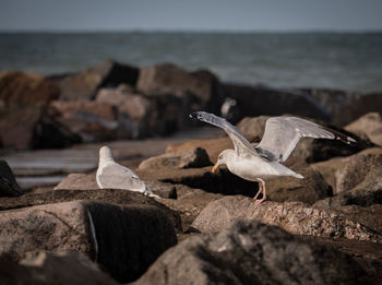 Seagull on rock