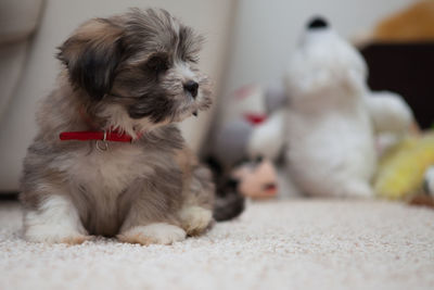 Close-up of dog