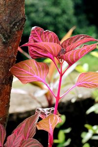 Close-up of pink flowering plant