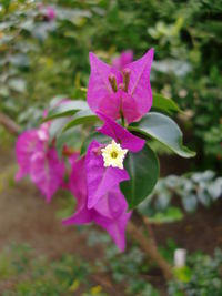 Close-up of pink flower