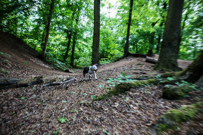 View of dog in forest