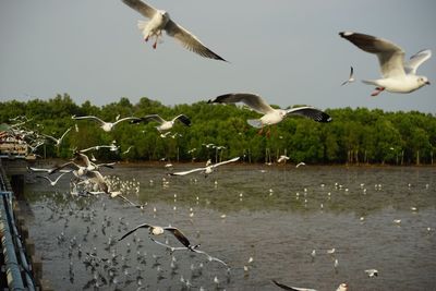 Seagulls flying over lake against sky