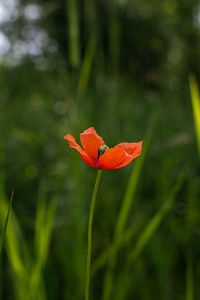 Close-up of orange flower