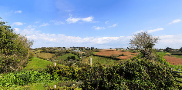 Plants on field against sky