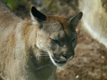 Close-up portrait of tiger