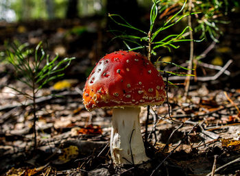 Close-up of fly agaric mushroom growing on field