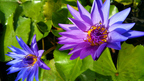 Close-up of purple flower