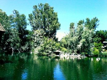 Trees by lake against sky