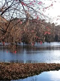 View of cherry trees by lake during winter