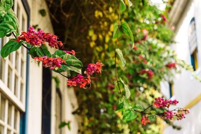 Close-up of red flowering plant