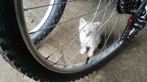 Close-up of kitten by bicycle wheel