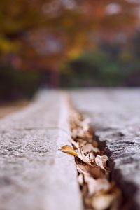 Close-up of dry leaves on street