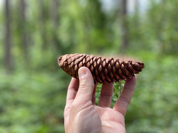Hand holding a pine cone 